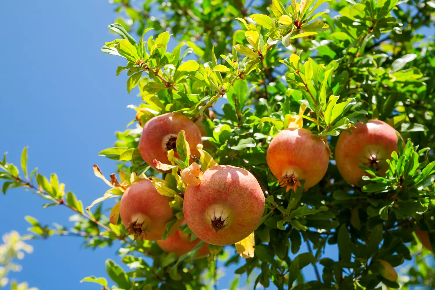 Damery Paysages am&eacute;nage des ext&eacute;rieurs conviviaux pour la vie en Provence