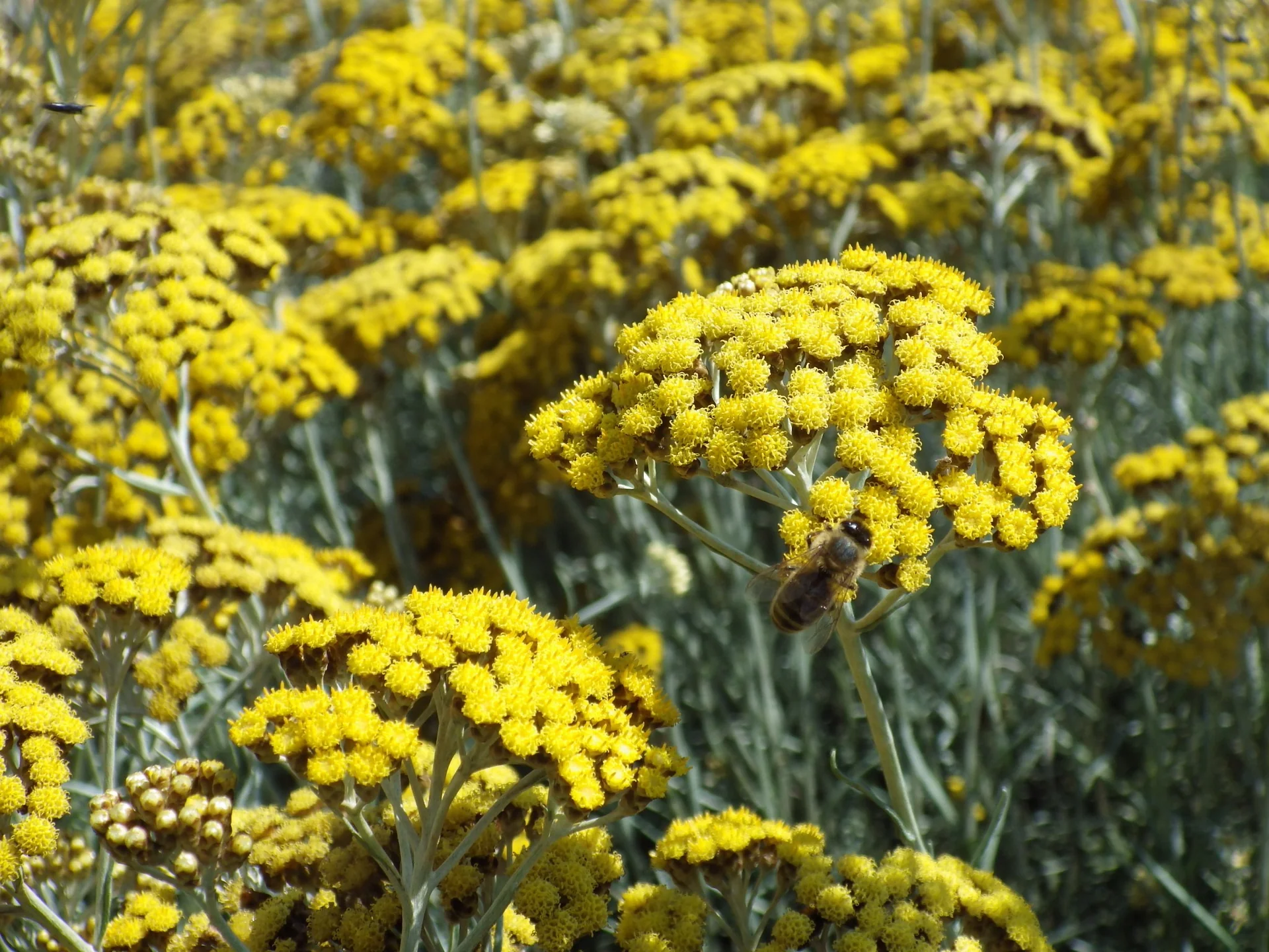 Damery Paysages con&ccedil;oit des jardins m&eacute;diterran&eacute;ens adapt&eacute;s au climat de Provence