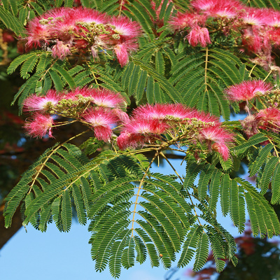 Damery Paysages valorise chaque jardin avec une approche humaine et experte