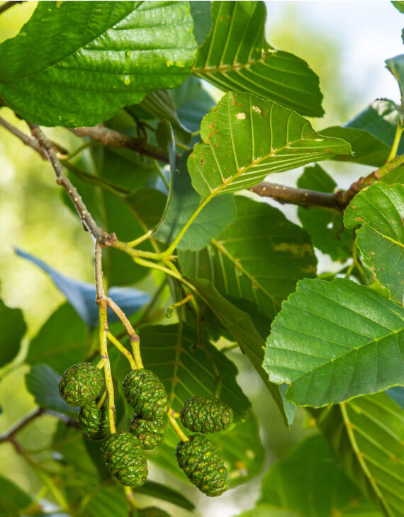 Damery Paysages met quatorze sp&eacute;cialistes au service des jardins et ext&eacute;rieurs