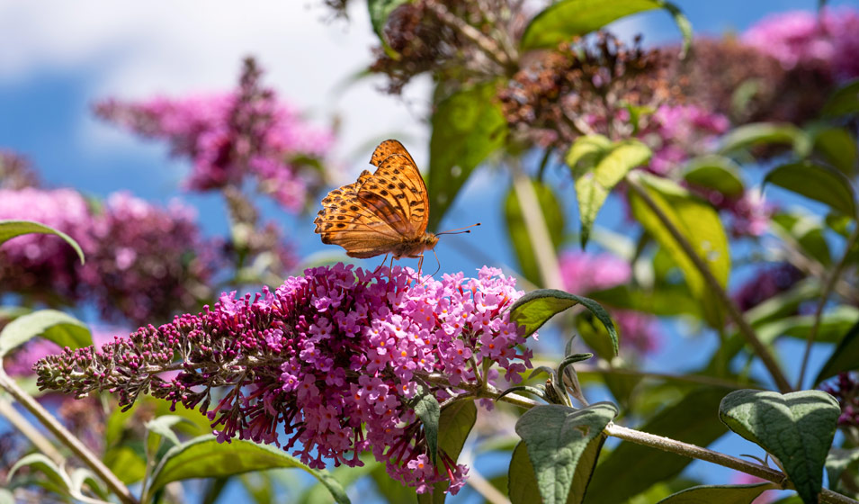 Damery Paysages accompagne les jardins proches d&rsquo;Orange avec expertise locale