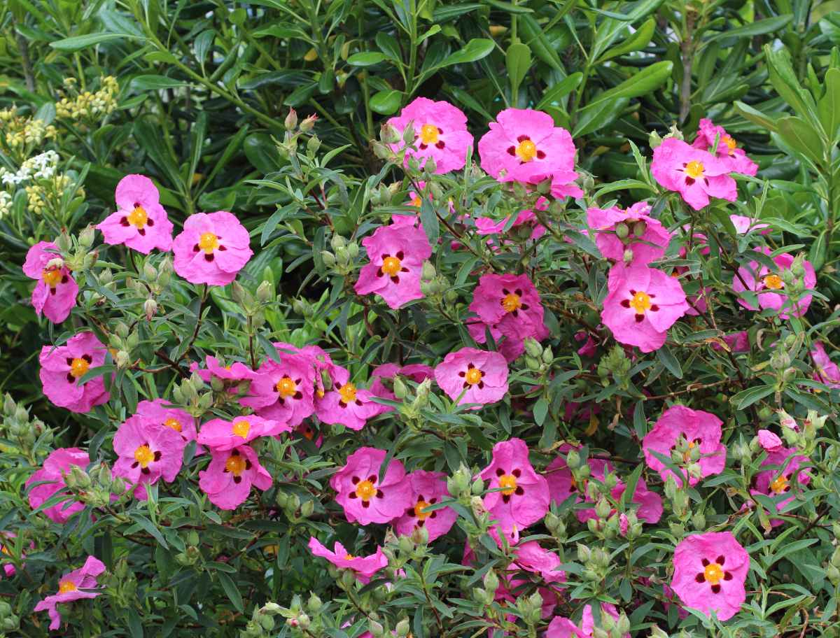 Damery Paysages con&ccedil;oit des jardins esth&eacute;tiques et r&eacute;sistants aux conditions locales
