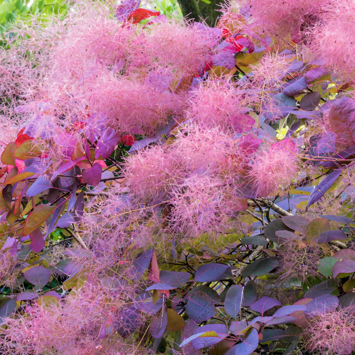 Damery Paysages conjugue v&eacute;g&eacute;tal, min&eacute;ral et lumi&egrave;re dans les jardins du Sud