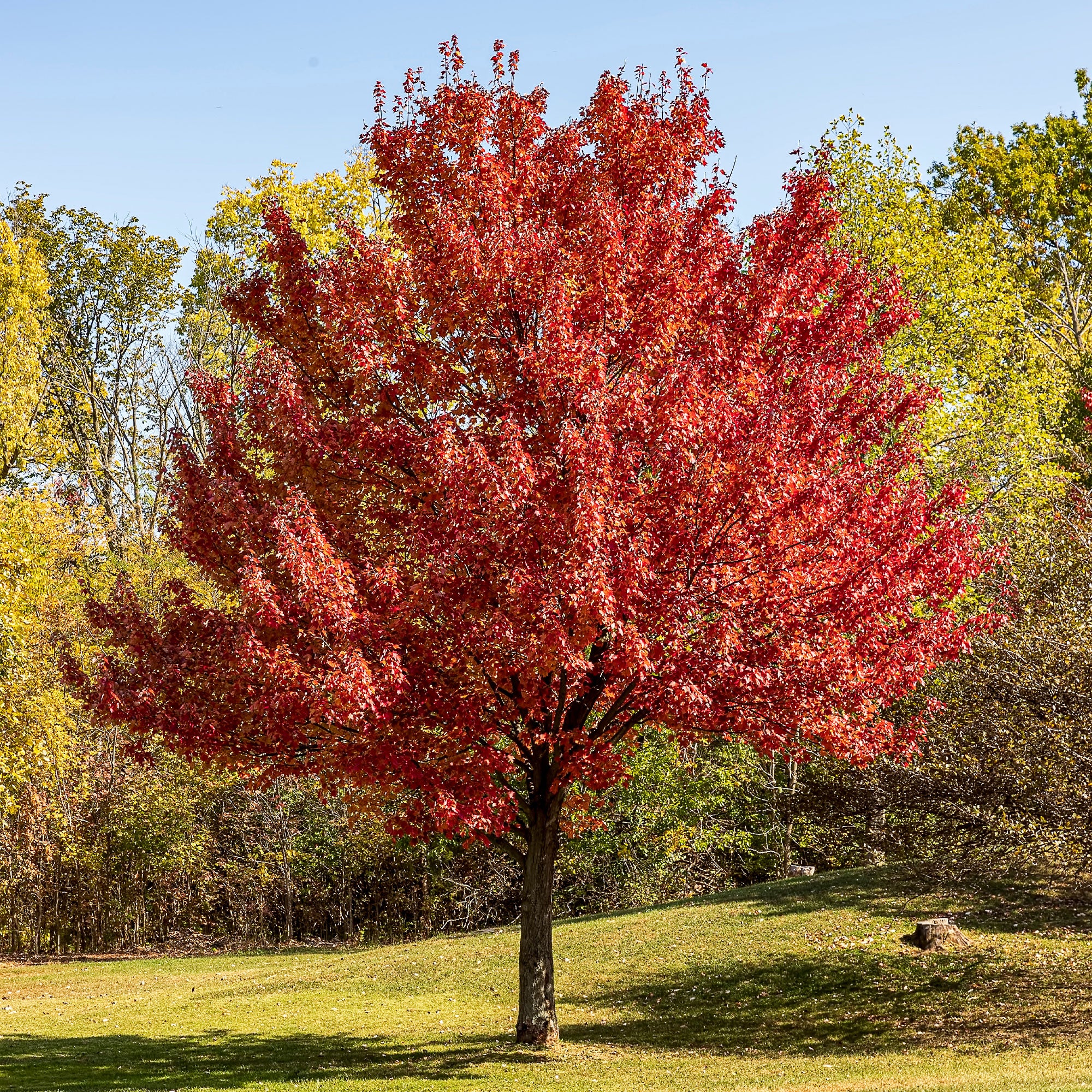 Damery Paysages propose des articles de jardin pour valoriser vos ext&eacute;rieurs