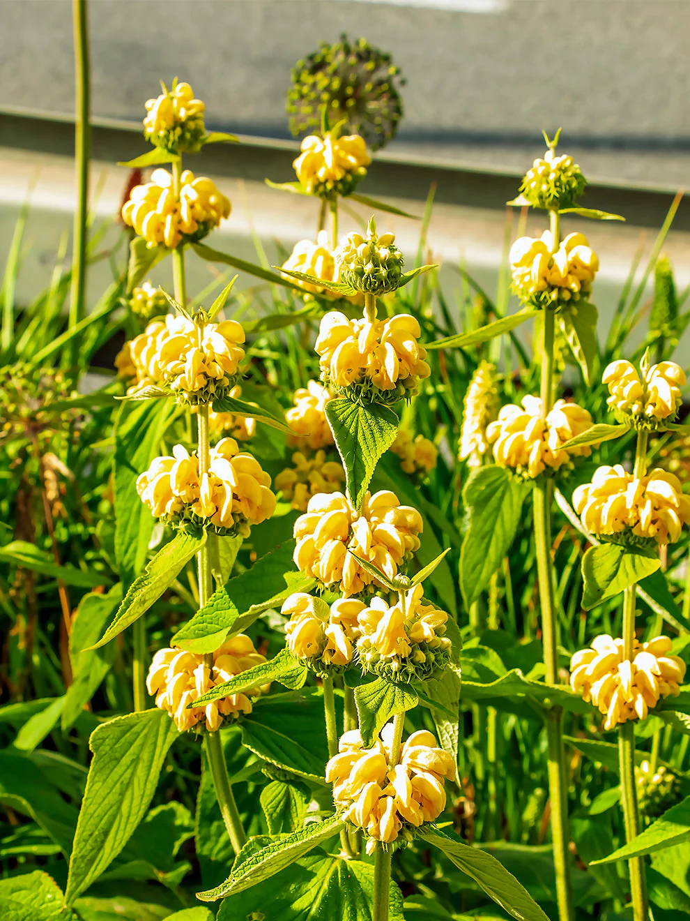 Damery Paysages intervient &agrave; Piolenc pour am&eacute;nagement et entretien de jardin